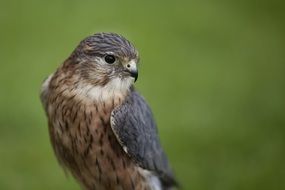 Bird Merlin Wildlife