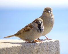 Little Bird Sparrows