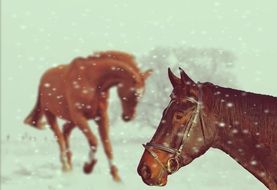 Winter Horses