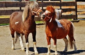 ponies on the farm on a sunny day