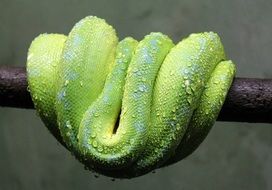 big green snake is hanging on a branch