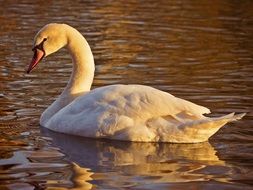beautiful white swan swims in the pond