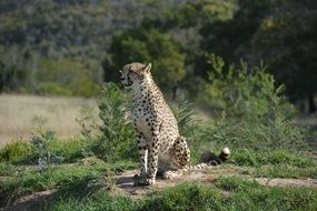 picture of the cheetah in a national park