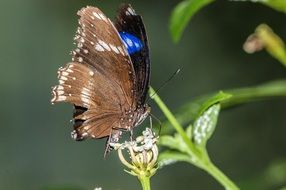 butterfly with a blue spot on a plant close up