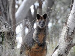 swamp wallaby animal in wildlife
