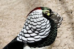 Diamond Pheasant