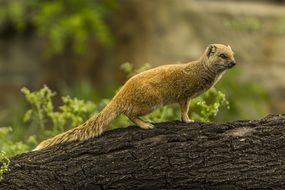 yellow mongoose on a tree trunk