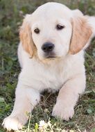 Puppy Dog, Golden Retriever lays down on ground