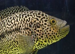 ocean fish in aquarium