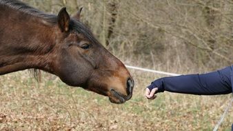 human hands near the horse's head
