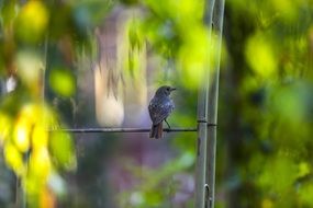small bird on the wild