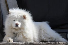 huge white fluffy dog samoyed is resting