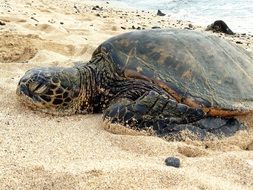 Turtle on the beach