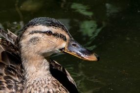 beautiful Wild Duck head