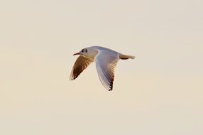 seagull flying over the Lake Constance