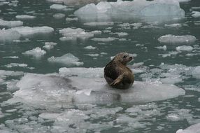 Seal Ice