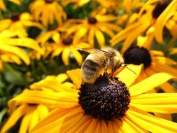 bumblebee on rudbeckia flower