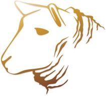 painted sheep profile as sketch