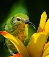 Bird Honeycreeper