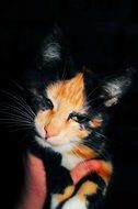 domestic cute black ginger young cat