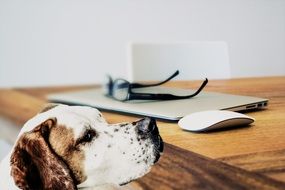Dog head at table near laptop and glasses