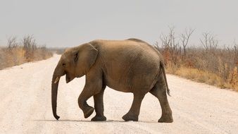 elephant on the road in namibia