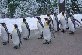 king penguins for a walk