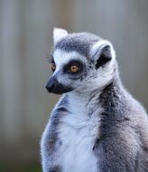 portrait of a cute ring tailed lemur