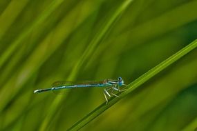 blue dragonfly on swamp grass