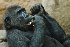 eating cute gorilla in the hellabrunn zoo