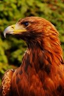 Portrait of Eagle Bird