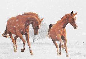 running horses on the snowy field