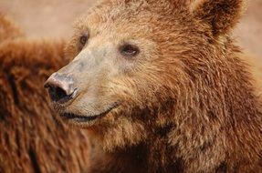portrait of a brown bear