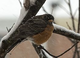 Robin Bird Virginia Winter Cold