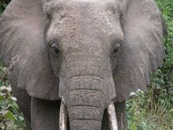 portrait of a wild elephant