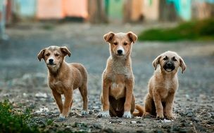small Puppies in the street