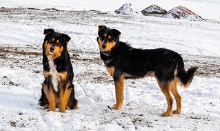 Dogs in the winter