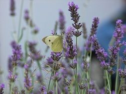 Butterfly on urple Lavender