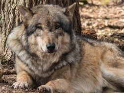 rest Wolf Animal Nature Predator
