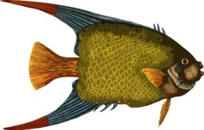 clipart of drawn beautiful fish in the ocean