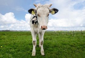 Picture of the calf on a meadow