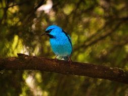 Tropical blue bird