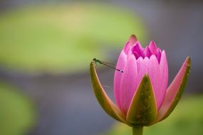 bright pink pond lily