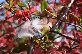 white bird feather on a red bush