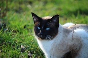 Beautiful Siamese cat in the grass