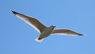 soaring seagull in the air