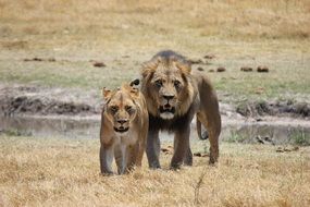 lion and lioness walking on savanna, Botswana