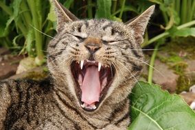 muzzle of a cute and colorful yawning cat