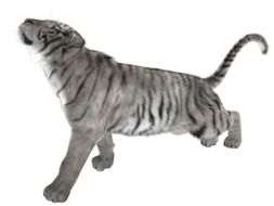 isolated silver tiger