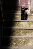 Cat on Steps in light and shadow